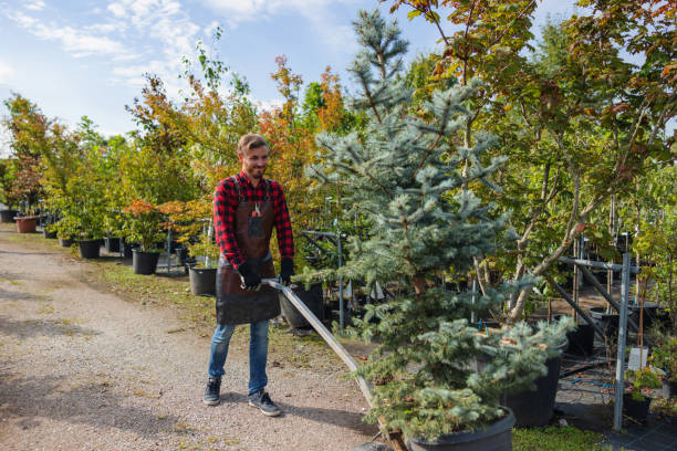 The Steps Involved in Our Tree Care Process in Lake Orion, MI